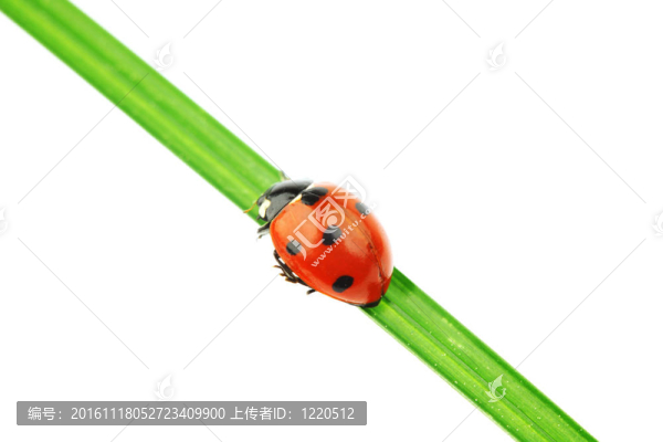 瓢蟲在草