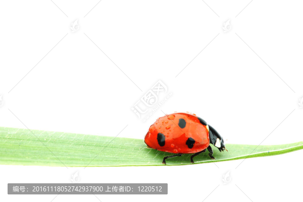 瓢蟲在草