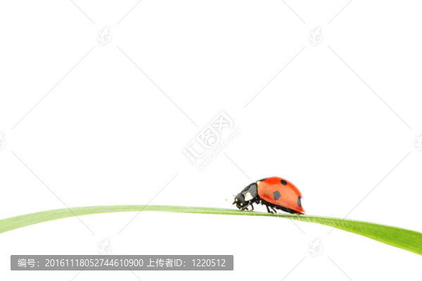 瓢蟲在草