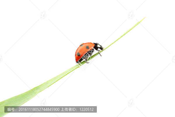 瓢蟲(chóng)在草
