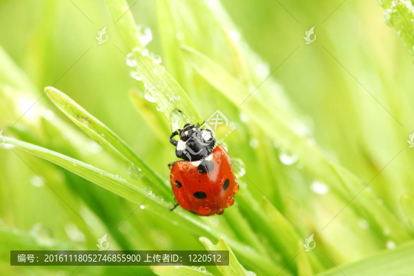 瓢蟲在草