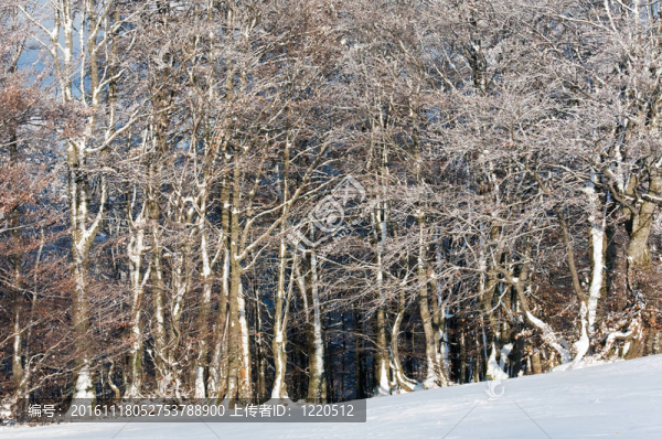第一次冬季雪和高山山毛櫸森林