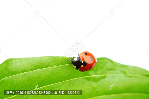 瓢蟲(chóng)在葉