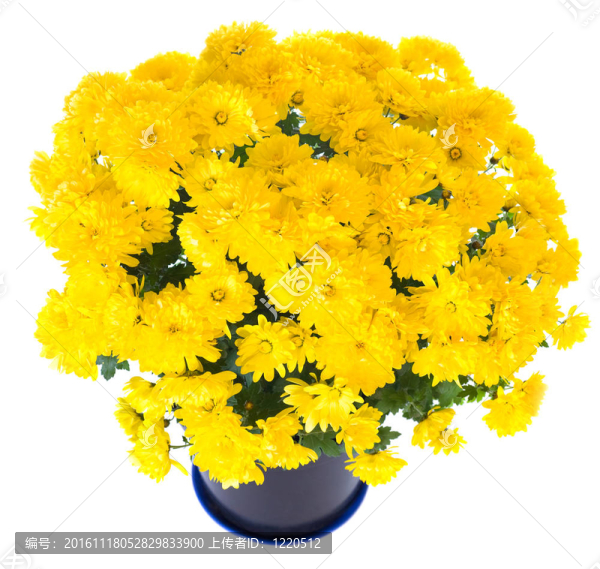 在花盆里黃色的菊花