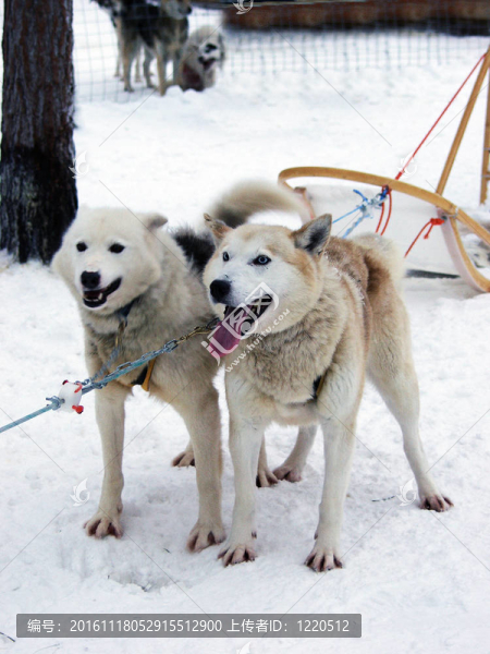 犬哈士奇在一起。芬蘭