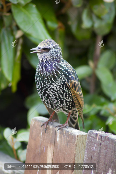 八哥在籬笆上-匯圖網(wǎng) www.fosd68.com 八哥在籬笆上