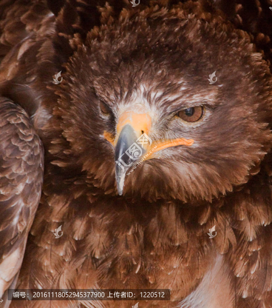 金鷹-匯圖網(wǎng) www.fosd68.com 金鷹