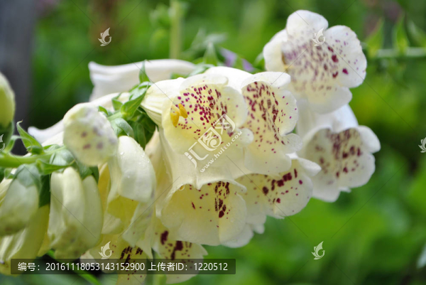 色的花