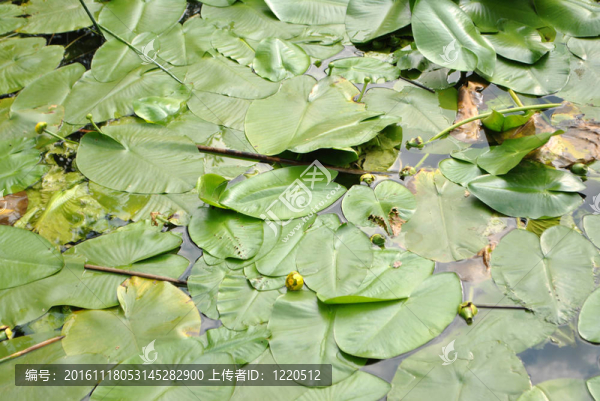 植物睡蓮