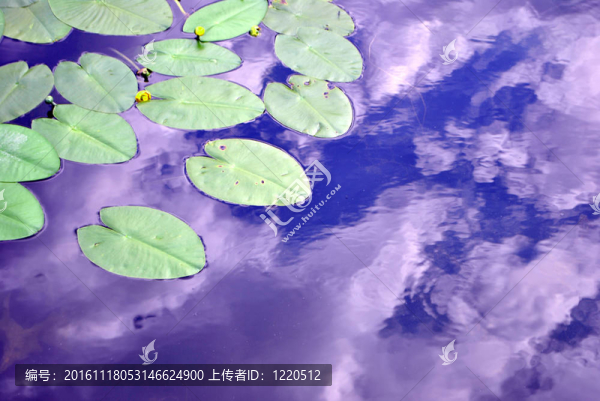 植物睡蓮