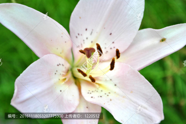 花色