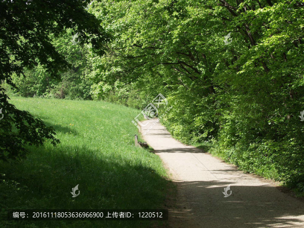 公園里的小徑。Vienna,Woods。金