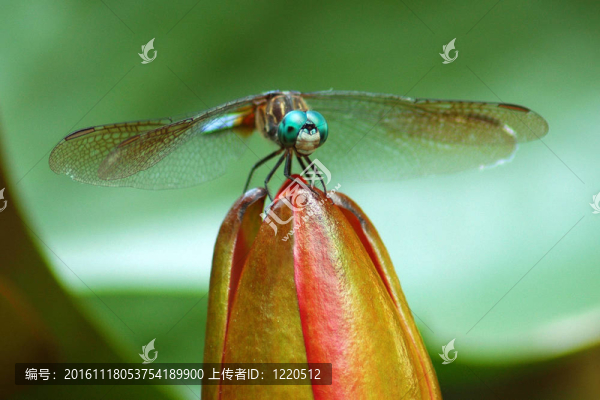 禮來的花蜻蜓