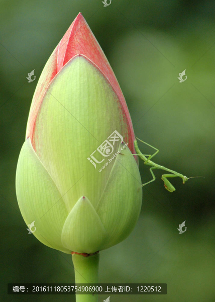 莉莉花螳螂捕食