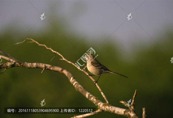知更鳥(niǎo)在刷-匯圖網(wǎng) www.fosd68.com 知更鳥(niǎo)在刷