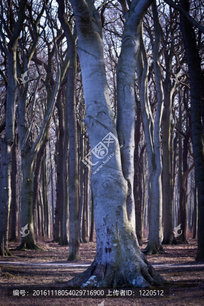 geisterwald