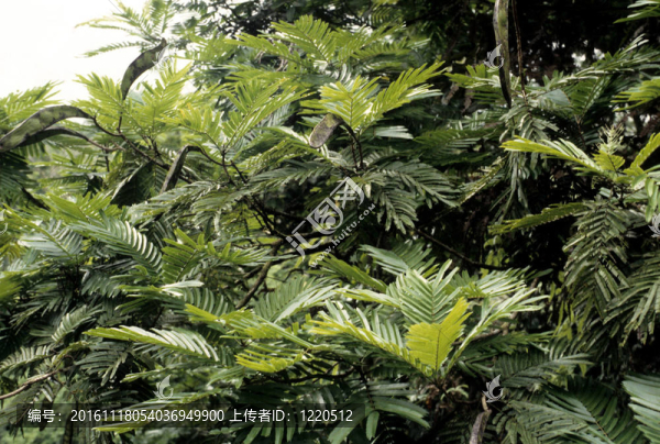 野角豆樹