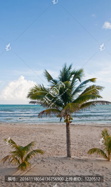 椰子棕櫚空海灘上的平靜的大海