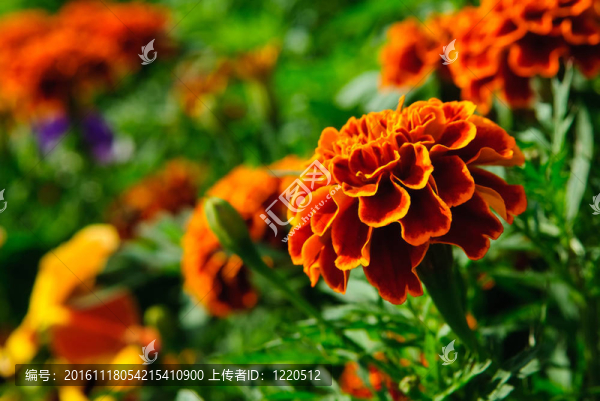 金盞花