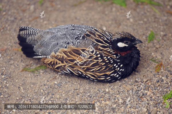 黑鷓鴣