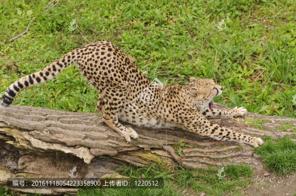 獵豹