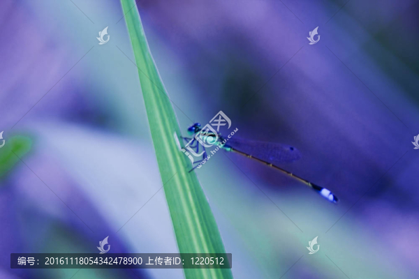 Damselfly；一個(gè)藍(lán)色寶石