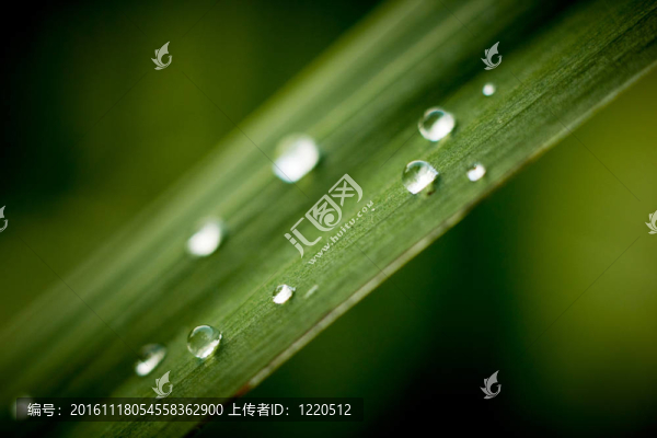 草地上的雨滴-匯圖網(wǎng) www.fosd68.com 草地上的雨滴