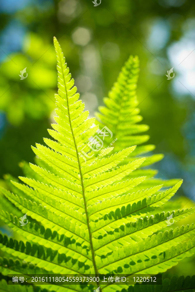 綠色的蕨類植物的特寫