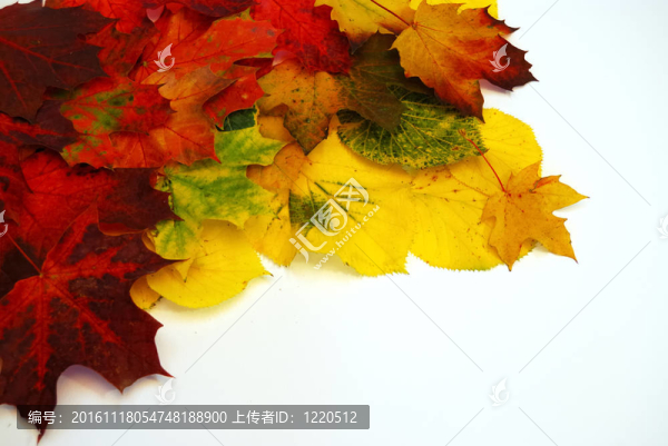 紅葉3