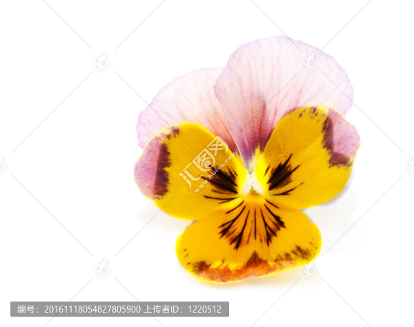 花瓣一朵花