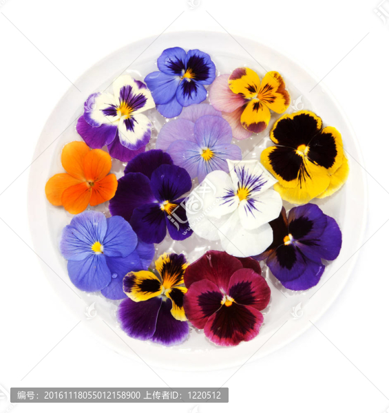 帶水帆花板