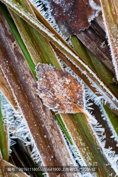 草和葉子-匯圖網(wǎng) www.fosd68.com 草和葉子