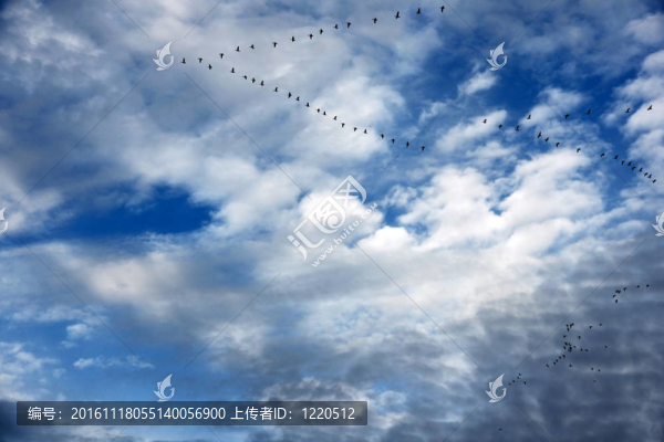 大雁在飛行中形成美麗的天空