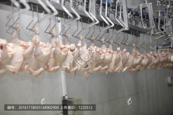 家禽加工肉類食品工業(yè)