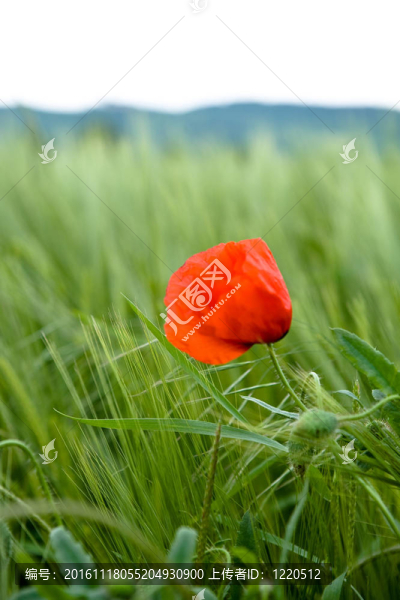 紅罌粟