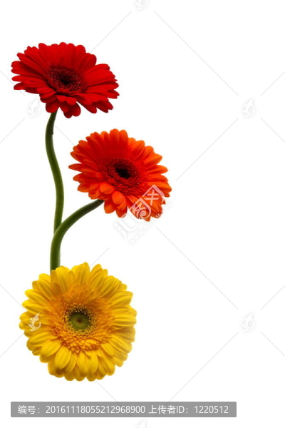 多色白FONE非洲菊。