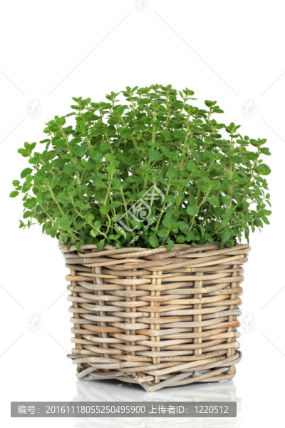 牛至的草本植物