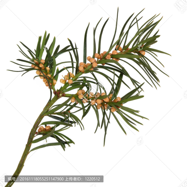 紅豆杉葉小枝