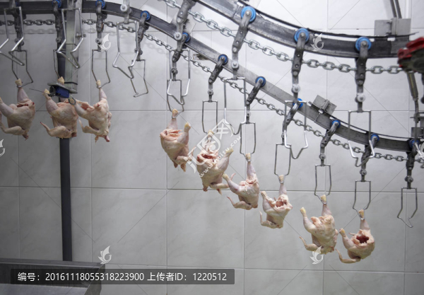 家禽加工肉類食品工業(yè)