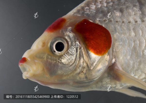寵物魚