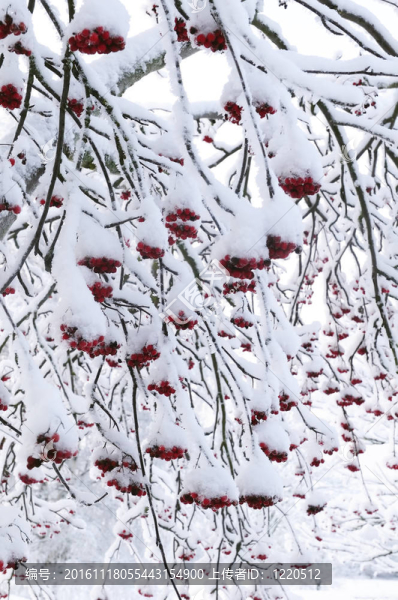 白雪覆蓋的rowan,berry