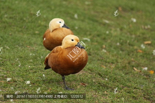 鴛鴦