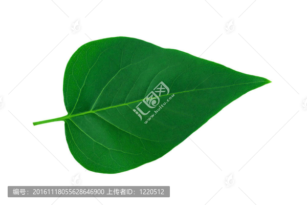 葉近