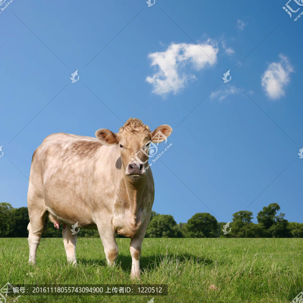 牛-匯圖網(wǎng) www.fosd68.com 牛