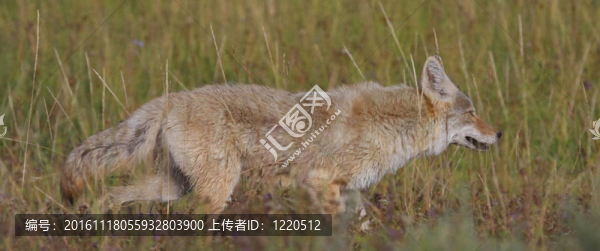 郊狼