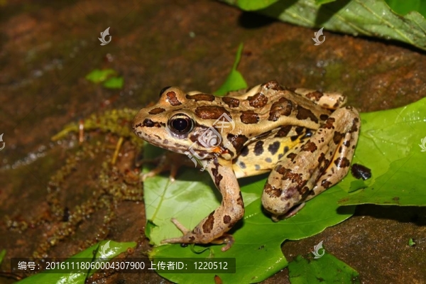 Pickerel,Frog（Rana,palustris）