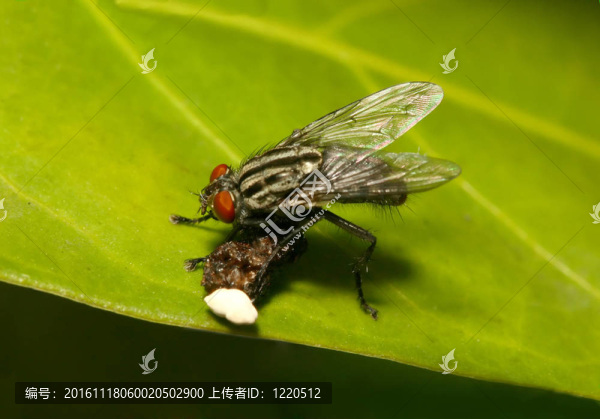 肉蠅產(chǎn)卵