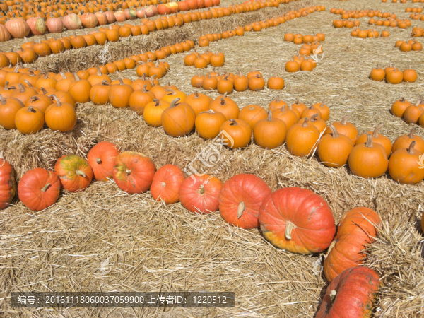 橙色的南瓜收獲-匯圖網(wǎng) www.fosd68.com 橙色的南瓜收獲
