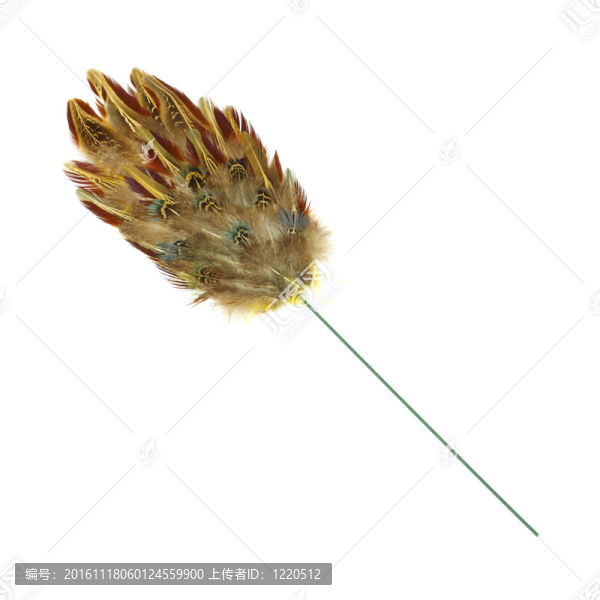 雉雞毛撣子-匯圖網(wǎng) www.fosd68.com 雉雞毛撣子
