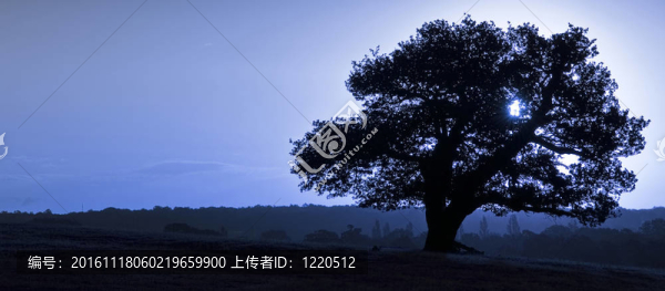 古英語(yǔ)的橡樹的輪廓與Col藍(lán)色基調(diào)的日出